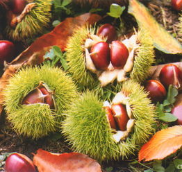 漫步金秋 采摘健身休闲季